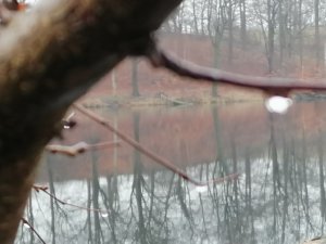 Ein Regentropfen hängt wie eine Perle an einem kahlen Buchenzweig. Motiv mit der Kamera eingefangen am Huwenowsee in Meseberg